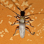 Eunidia brunneopunctata